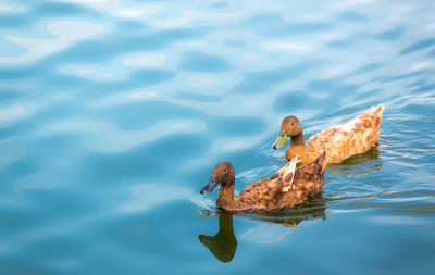 High angle view of duck swimming on lake