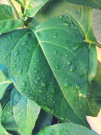 Close-up of leaves