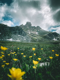 Scenic view of flowering plants on field against cloudy sky