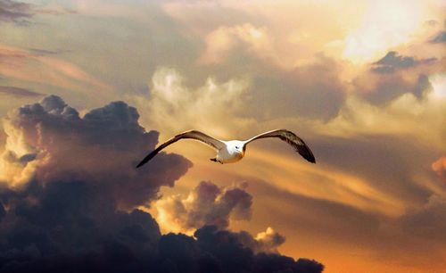 Low angle view of seagull flying in sky