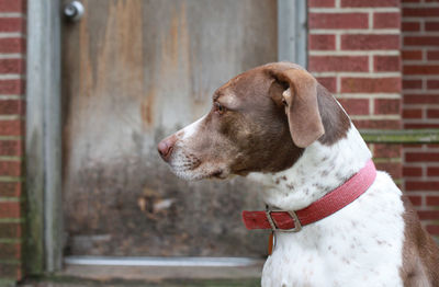 Close-up of dog looking away against wall