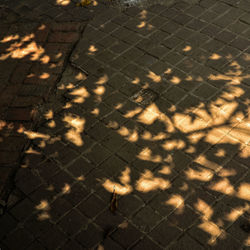 High angle view of shadow on fence