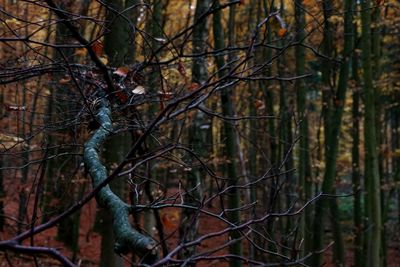 Bare trees in forest during autumn