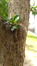 Close-up of fresh green tree trunk