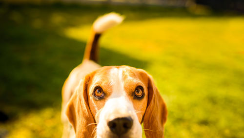 Adorable beagle dog background. copy space for text on right. canine theme