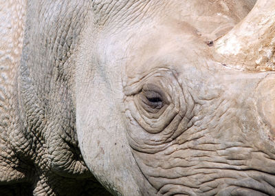 Close-up of elephant