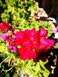 Close-up of flowers blooming outdoors