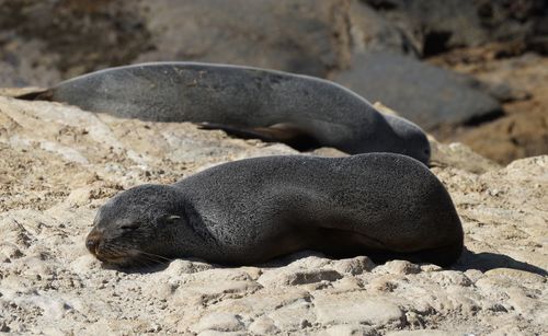 High angle view of sea lion on sand