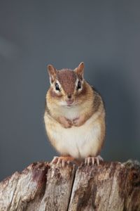 Portrait of squirrel on wood