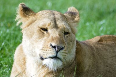 Close-up portrait of lion