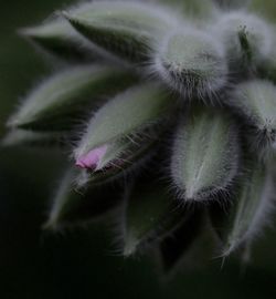 Close-up of white dandelion flower