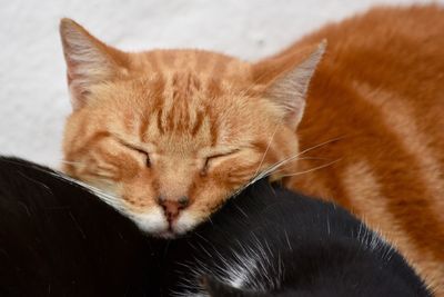 Close-up of a sleeping cat