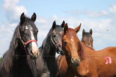 Close-up of horses against sky