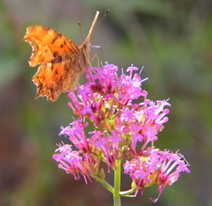 Close-up of butterfly pollinating on purple flower