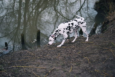 Dalmatian dog by lakeshore