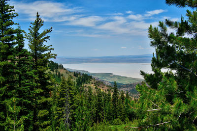 Scenic view of green landscape