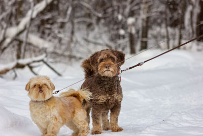 Two little cute beige and brown dogs on a leash