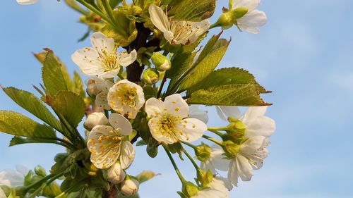 Low angle view of white flowering plant against sky