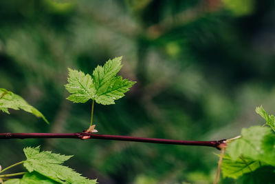 Close-up of green leaf on the branch, spring background
