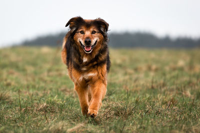 Portrait of tricolor dog running on grass