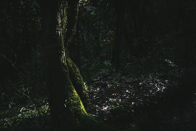 Trees in forest