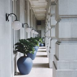 Potted plants on walkway