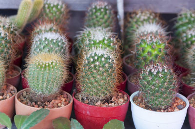 Close-up of pots of cactus on retail display