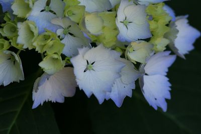 Close-up of white flowers