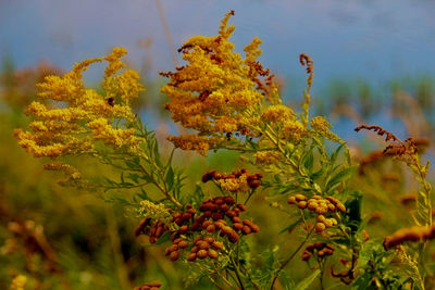 Close-up of yellow flowering plant