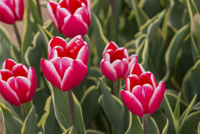 Close-up of pink flowers blooming outdoors