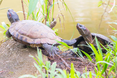 Close-up of tortoise in lake