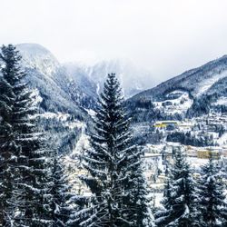 Trees on snow covered mountains against sky