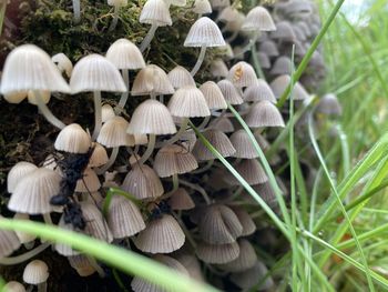 Close-up of mushrooms growing on field