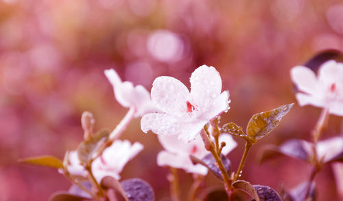 Close-up of pink flowering plant