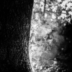 Close-up of tree trunk