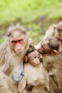 Monkeys sitting