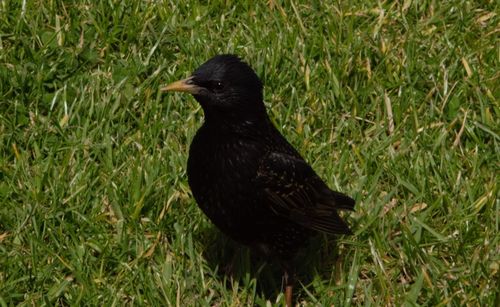 Black bird perching on a field