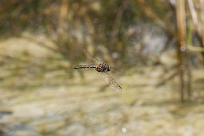 Close-up of spider on web