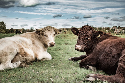 Sheep on grass