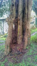 Trees in forest