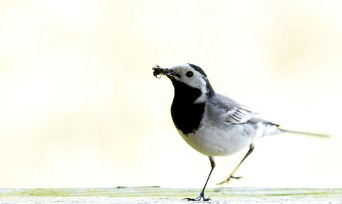 Close-up of bird perching on a sea