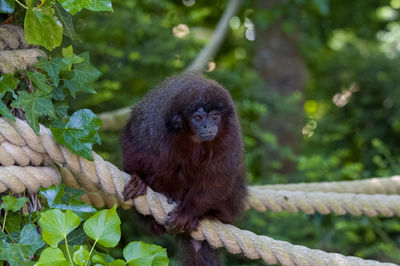 Monkey sitting on tree