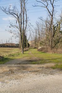 Bare tree on field against sky