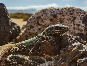 Close-up of lizard on rock