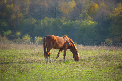 Horse in a field