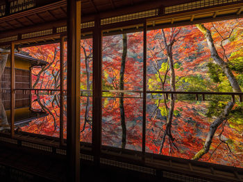 Trees seen through window