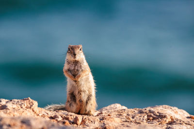 Close-up of squirrel on rock