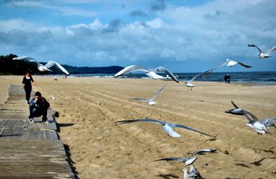 Seagulls flying over beach