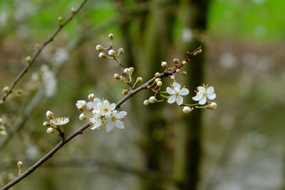 Close-up of cherry blossom tree