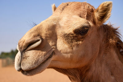 Close-up of a horse against the sky